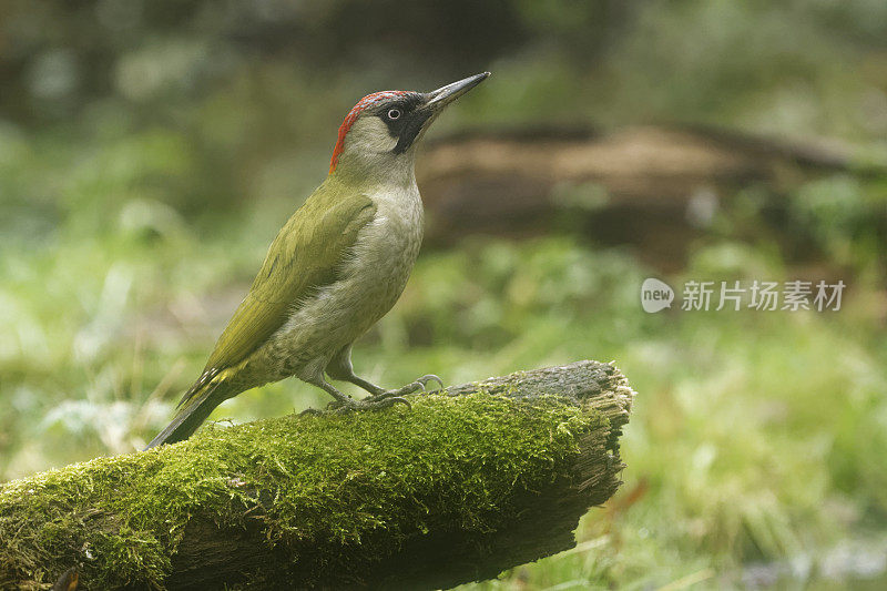 雌绿啄木鸟(Picus viridis)